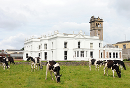 langford house with cows grazing in foreground